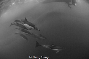 Dolphins under the boat by Gang Song 
